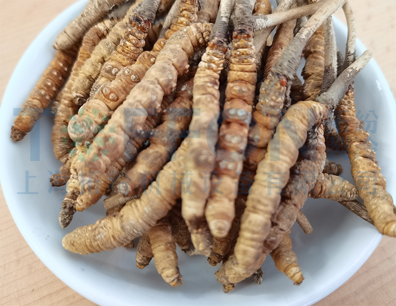 虫草真空冷冻干燥加工，虫草冻干机