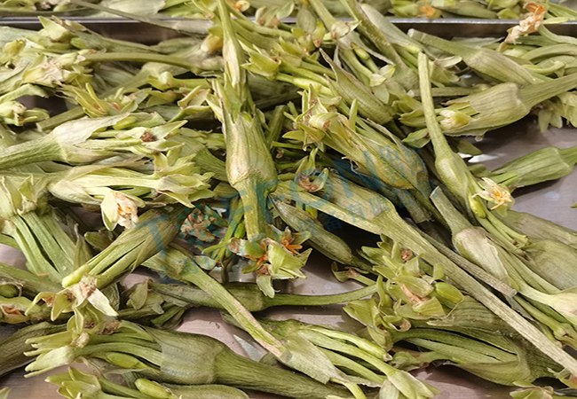 水芙蓉冻干：药材冷冻干燥机应用水芙蓉冻干