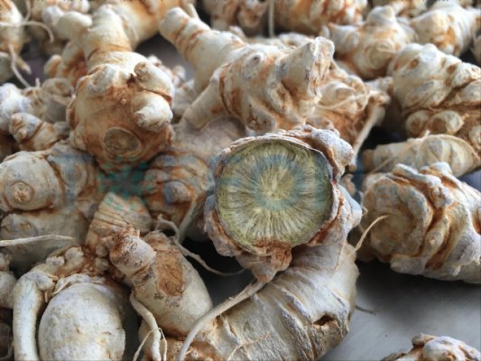 冻干机在三七应用的解决方案