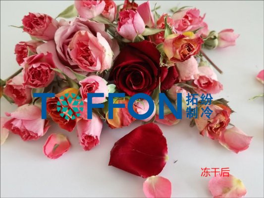 冻干机制作永生，留住鲜花的永恒之美