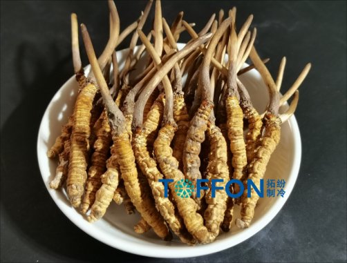 中药材冷冻干燥机应用案例解析(二)